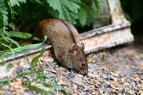 Eine Brandmaus klettert über ein Hindernis