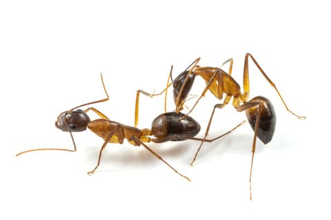 Eine Ameise der Art Camponotus floridanus reinigt das verletzte Bein eines Artgenossen. Und beißt es dann ab