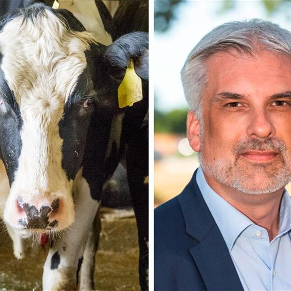 Portrait von Mann und Rind Portrait von Mann und Rind