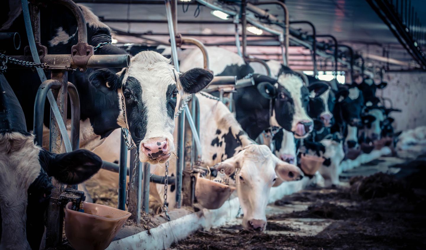 Anbindehaltung: Umdrehen, Fellpflege, Kontaktaufnahme zu anderen Tieren: Bei der Anbindehaltung wird Kühen fast jede Bewegungsfreiheit genommen Umdrehen, Fellpflege, Kontaktaufnahme zu anderen Tieren: Bei der Anbindehaltung wird Kühen fast jede Bewegungsfreiheit genommen