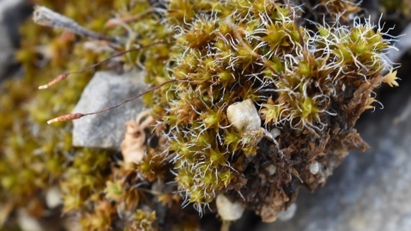 Ein Moos wächst auf einem Stein