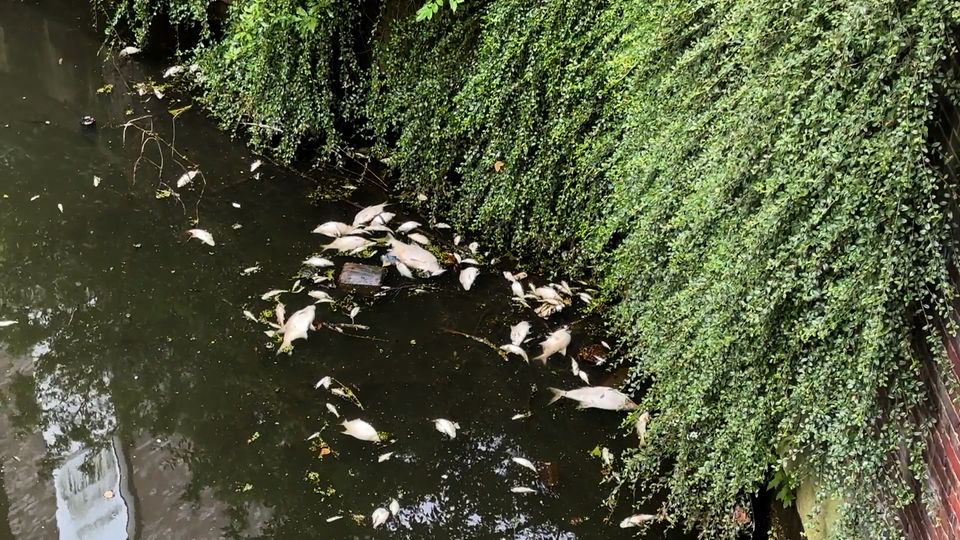 Hamburg: Fischsterben in den Alsterkanälen: Diese drei Gründe erklären das Phänomen Hamburg: Fischsterben in den Alsterkanälen: Diese drei Gründe erklären das Phänomen