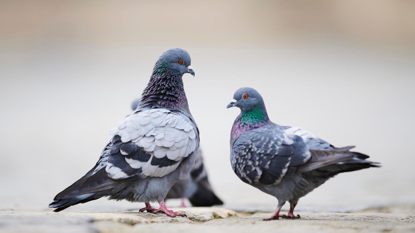 Geplante Massentötung: Limburg stiehlt sich aus der Verantwortung - [GEO]