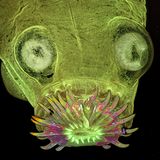Giftgrün eingefärbt und mit vereinzelten Farbreflexen in Signalfarben kontrastiert hat Fotograf David Maitland hier explizit das Kopfende eines Katzenbandwurms. 