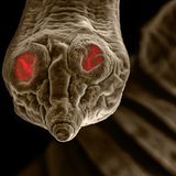 Schau mir in die Saugnäpfe, Kleines: Der Gurkenkernförmige Bandwurm (Dipylidium caninum) befällt hauptsächlich Hunde und Katzen, vereinzelt auch Menschen. Was auf dem Foto wie rot leuchtende Augenhöhlen aussieht, sind laut Fotograf David Maitland Saugnäpfe am Kopfteil des Parasiten. Dessen ungebetene Anwesenheit fällt meist kaum auf, da die Infektion häufig zu keinen oder nur geringen und unspezifischen Symptomen führt. 