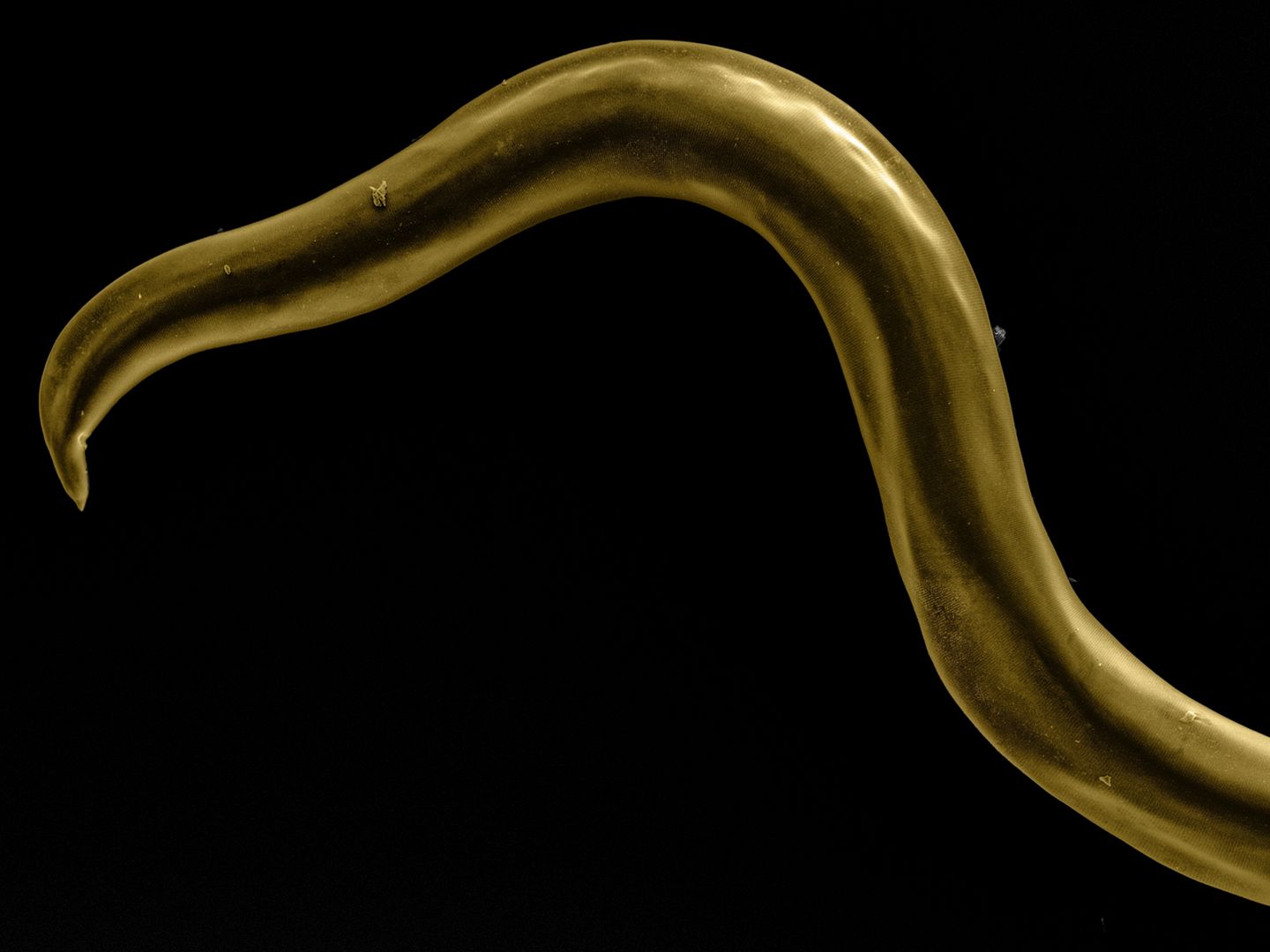 Toxascaris leonine Spulwürmer (Ascaris) sind eine Gattung der Fadenwürmer (Nematoden). Sie können stark ausgeprägte Krankheitssymptome wie Durchfall, Erbrechen, aufgeblähten Bauch, Appetitlosigkeit und Abgeschlagenheit verursachen. Dieses Exemplar zählt laut David Maitland zur Gattung Toxascaris leonine und entstammt einem Katzendarm.