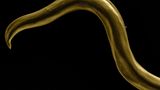 Spulwürmer (Ascaris) sind eine Gattung der Fadenwürmer (Nematoden). Sie können stark ausgeprägte Krankheitssymptome wie Durchfall, Erbrechen, aufgeblähten Bauch, Appetitlosigkeit und Abgeschlagenheit verursachen. Dieses Exemplar zählt laut David Maitland zur Gattung Toxascaris leonine und entstammt einem Katzendarm.