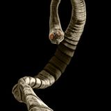 Der weltweit vorkommende Gurkenkernförmige Bandwurm befällt neben Hunden und Katzen auch wild lebende Fleischfresser. Verbreitet wird er über den Kot infizierter Tiere. 