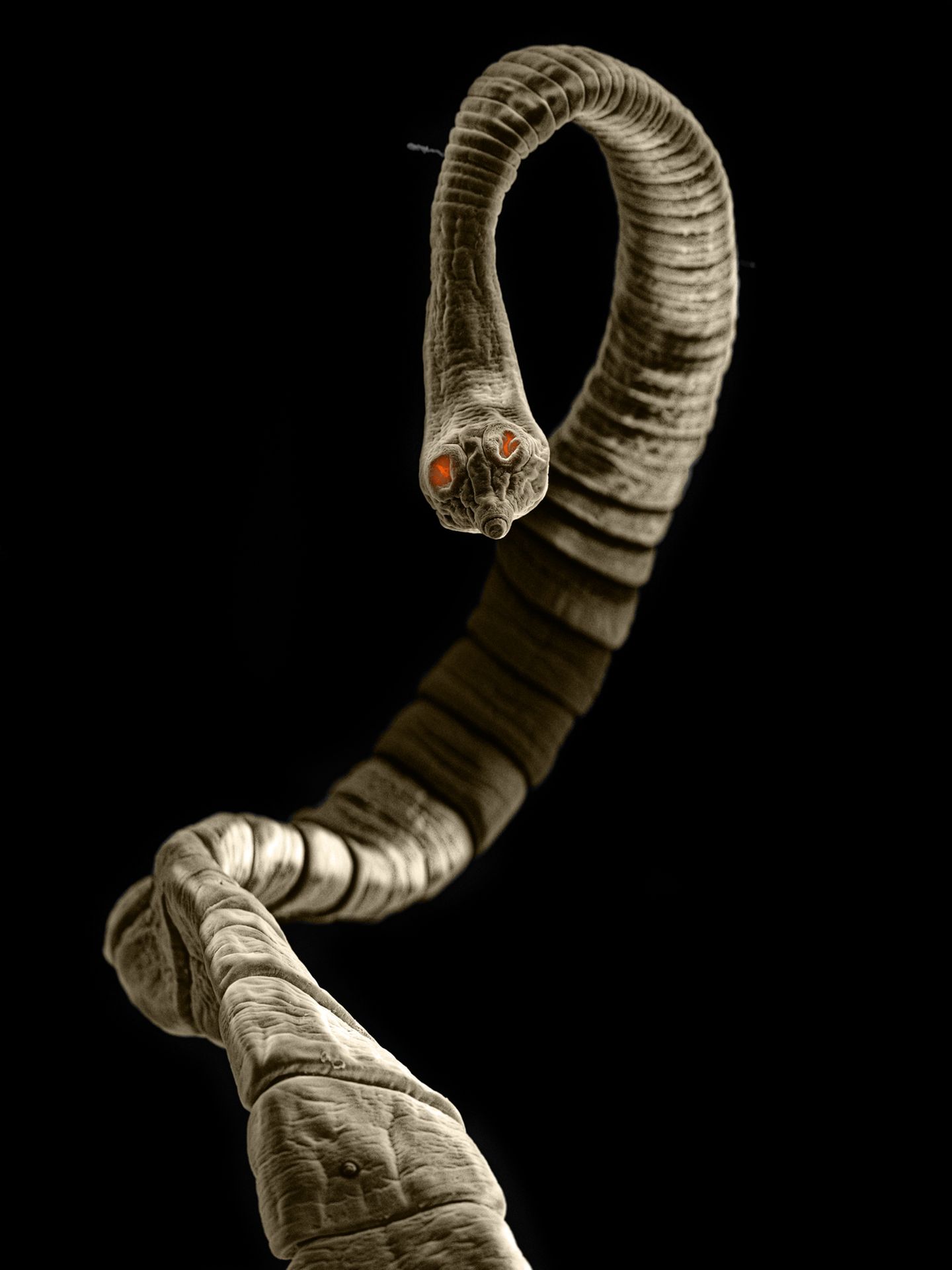 Der weltweit vorkommende Gurkenkernförmige Bandwurm befällt neben Hunden und Katzen auch wild lebende Fleischfresser. Verbreitet wird er über den Kot infizierter Tiere. 