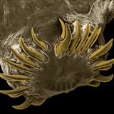 Er hat Saugnäpfe und Haken und kann im Dünndarm einer Katze bis zu 60 Zentimeter lang werden. Der Dickhalsige Bandwurm (Taenia taeniaformis) ist ein weit verbreiteter Parasit, der in manchen Regionen beinahe ein Drittel aller Katzen befällt. Heftiger Befall kann zu starkem Abmagern des Tiers oder zu Darmverschluss führen. 