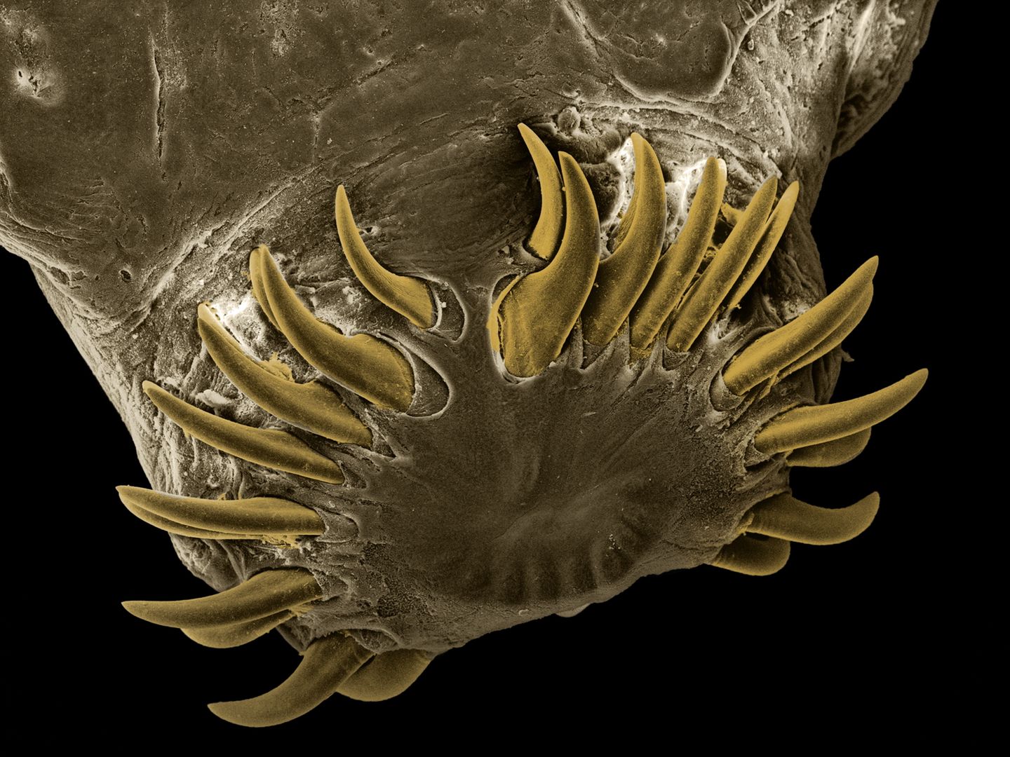 Taenia taeniaformis Er hat Saugnäpfe und Haken und kann im Dünndarm einer Katze bis zu 60 Zentimeter lang werden. Der Dickhalsige Bandwurm (Taenia taeniaformis) ist ein weit verbreiteter Parasit, der in manchen Regionen beinahe ein Drittel aller Katzen befällt. Heftiger Befall kann zu starkem Abmagern des Tiers oder zu Darmverschluss führen.