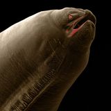 Noch einmal der Spulwurm, der unter anderem Hunde, Katzen und Füchse befallen kann. Aus dieser Perspektive des Fotografen erinnert er an einen trägen Zeppelin oder ein exotisches Wesen aus der Tiefsee.