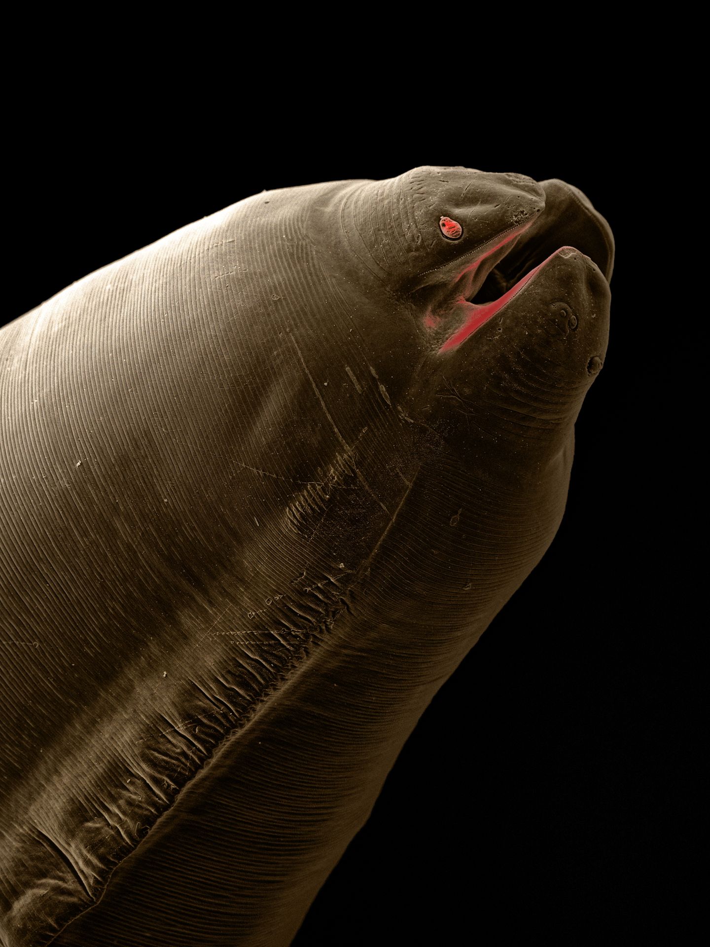 Noch einmal der Spulwurm, der unter anderem Hunde, Katzen und Füchse befallen kann. Aus dieser Perspektive des Fotografen erinnert er an einen trägen Zeppelin oder ein exotisches Wesen aus der Tiefsee.