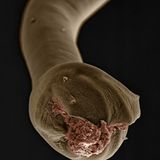 Das Schwanzende eines männlichen Hundehakenwurms (Ancylostoma caninum). Die männlichen Tiere nutzen es, um weibliche Hakenwürmer während der Paarung festzuhalten. Wie der Name vermuten lässt, sind die Parasiten besonders bei Hunden verbreitet. 