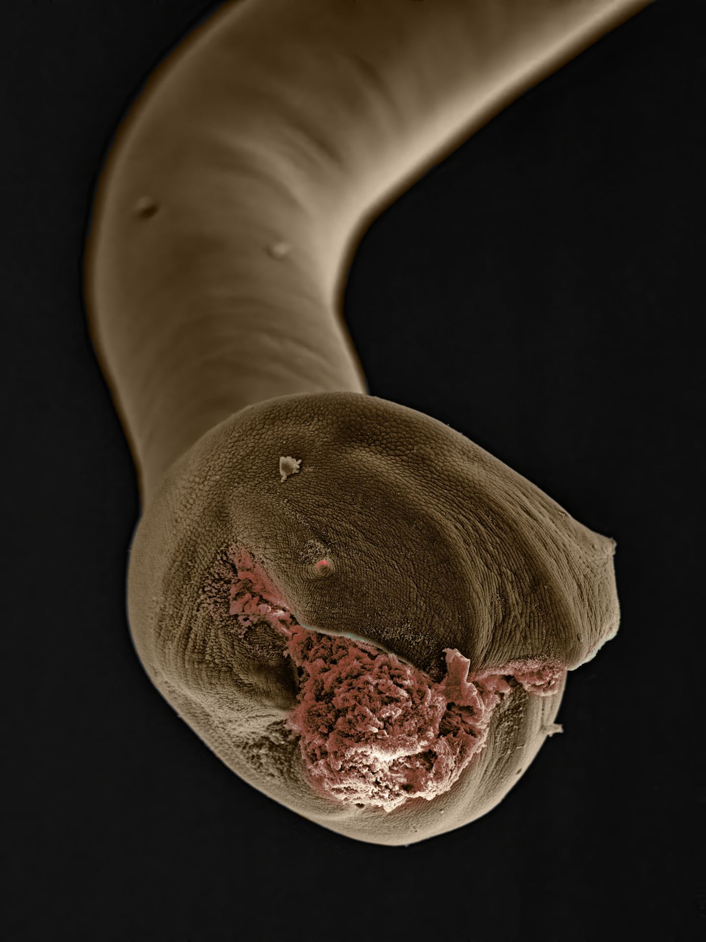 Das Schwanzende eines männlichen Hundehakenwurms (Ancylostoma caninum). Die männlichen Tiere nutzen es, um weibliche Hakenwürmer während der Paarung festzuhalten. Wie der Name vermuten lässt, sind die Parasiten besonders bei Hunden verbreitet. 