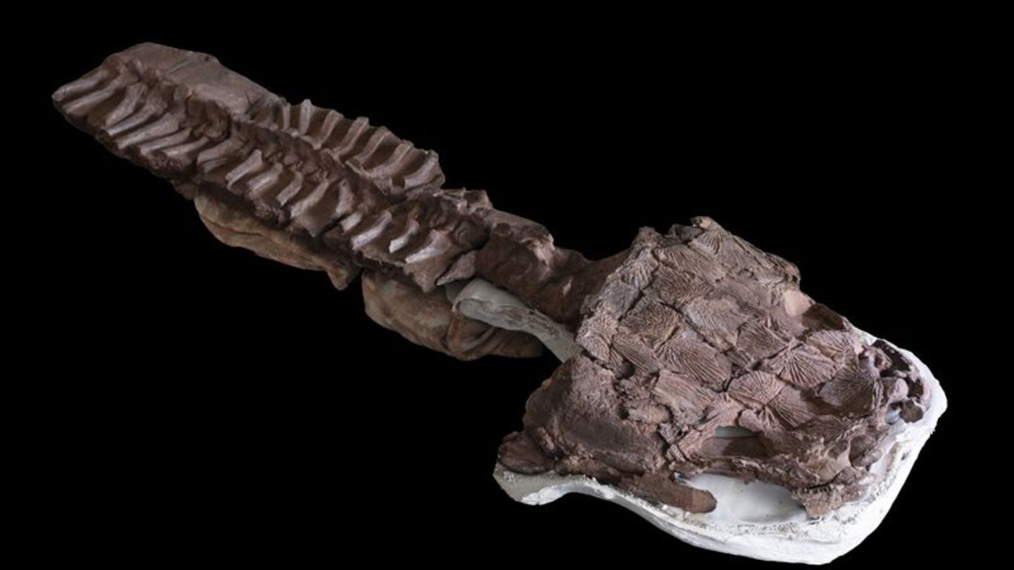 Das fast komplette Skelett von Gaiasia jennyae nach dem Präparieren. Foto: C. Marsicano/Nature/dpa