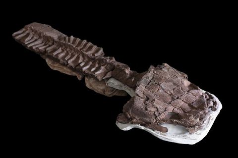 Das fast komplette Skelett von Gaiasia jennyae nach dem Präparieren. Foto: C. Marsicano/Nature/dpa