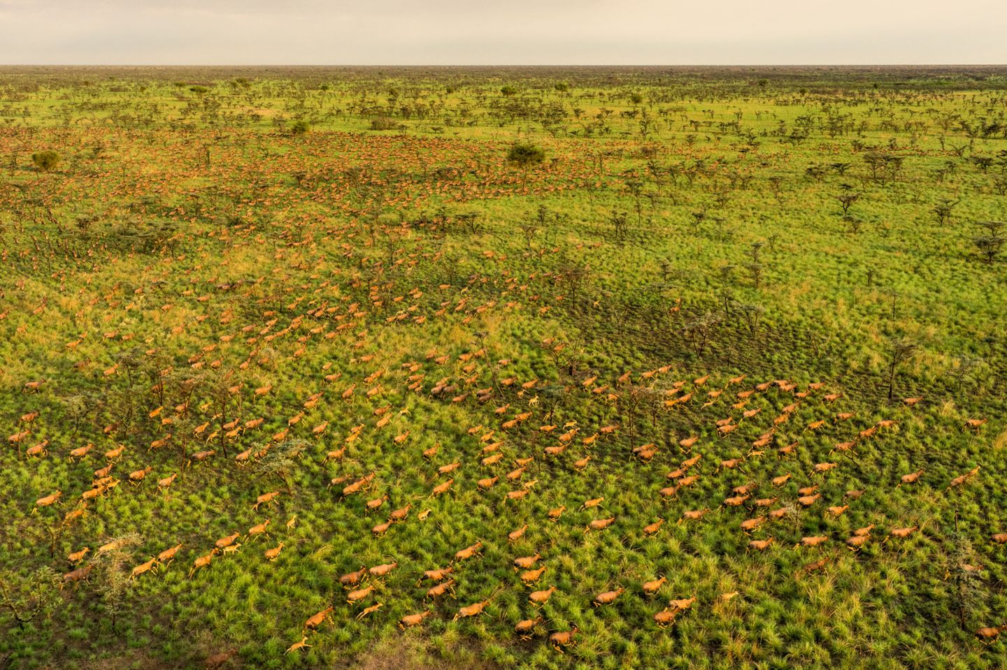 Eine Luftaufnahme Tausender Tiang in der Savanne des Südsudan