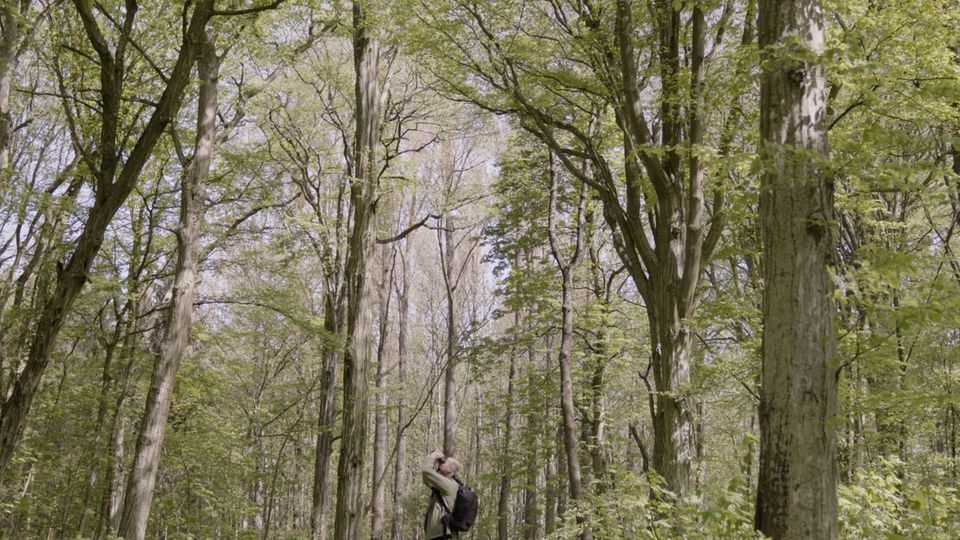 GEO schafft Wildnis e.V.: Wo Wald zu Wildnis werden darf: Besuch im GEO-Wald auf Rügen GEO schafft Wildnis e.V.: Wo Wald zu Wildnis werden darf: Besuch im GEO-Wald auf Rügen
