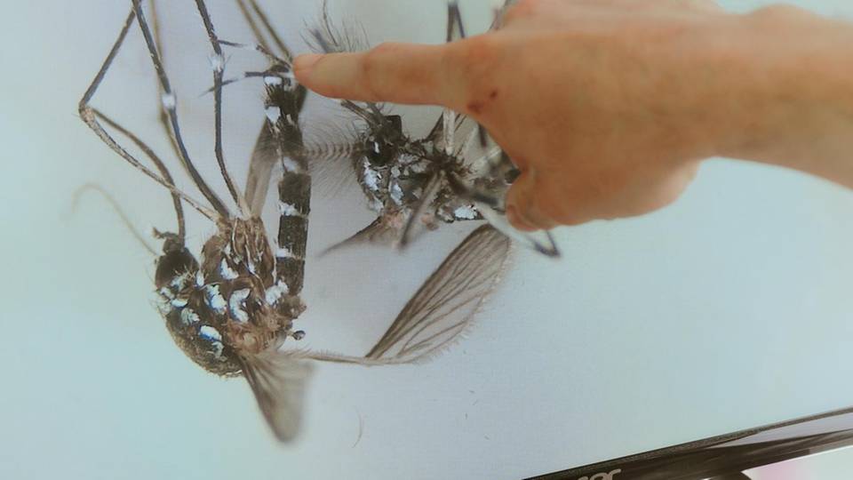 Ansichtsmaterial im Labor: Tigermückenweibchen brauchen Säugetierblut, um ihre Eier zu entwickeln. Dabei können sie beispielsweise Dengueviren übertragen, die Reisende dann zurück in die Heimat bringen