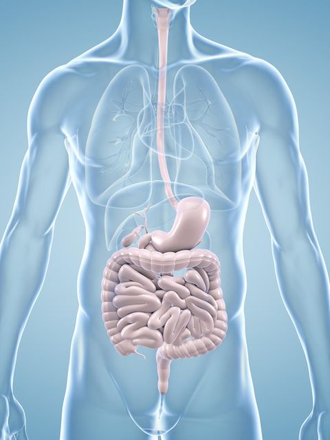 Computerillustration:Frontalansicht eines durchscheinenden männlichen Körpers mit farblich hervorgehobenen Verdauungsorganen.