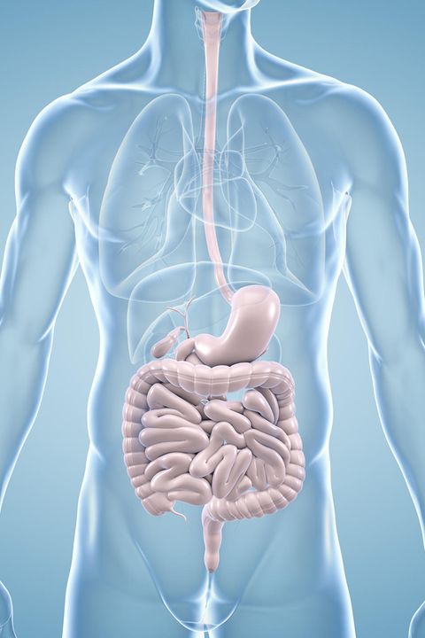 Computerillustration:Frontalansicht eines durchscheinenden männlichen Körpers mit farblich hervorgehobenen Verdauungsorganen.