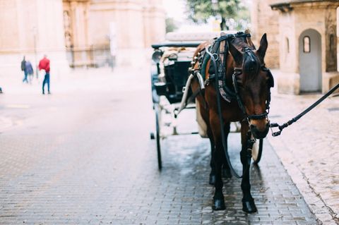 Kutschpferd steht angebunden am Rande eines Platzes in Palma de Mallorca