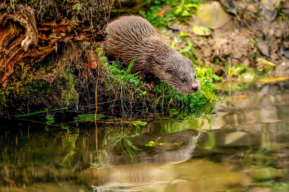 Fischotter am Ufer eines Teiches