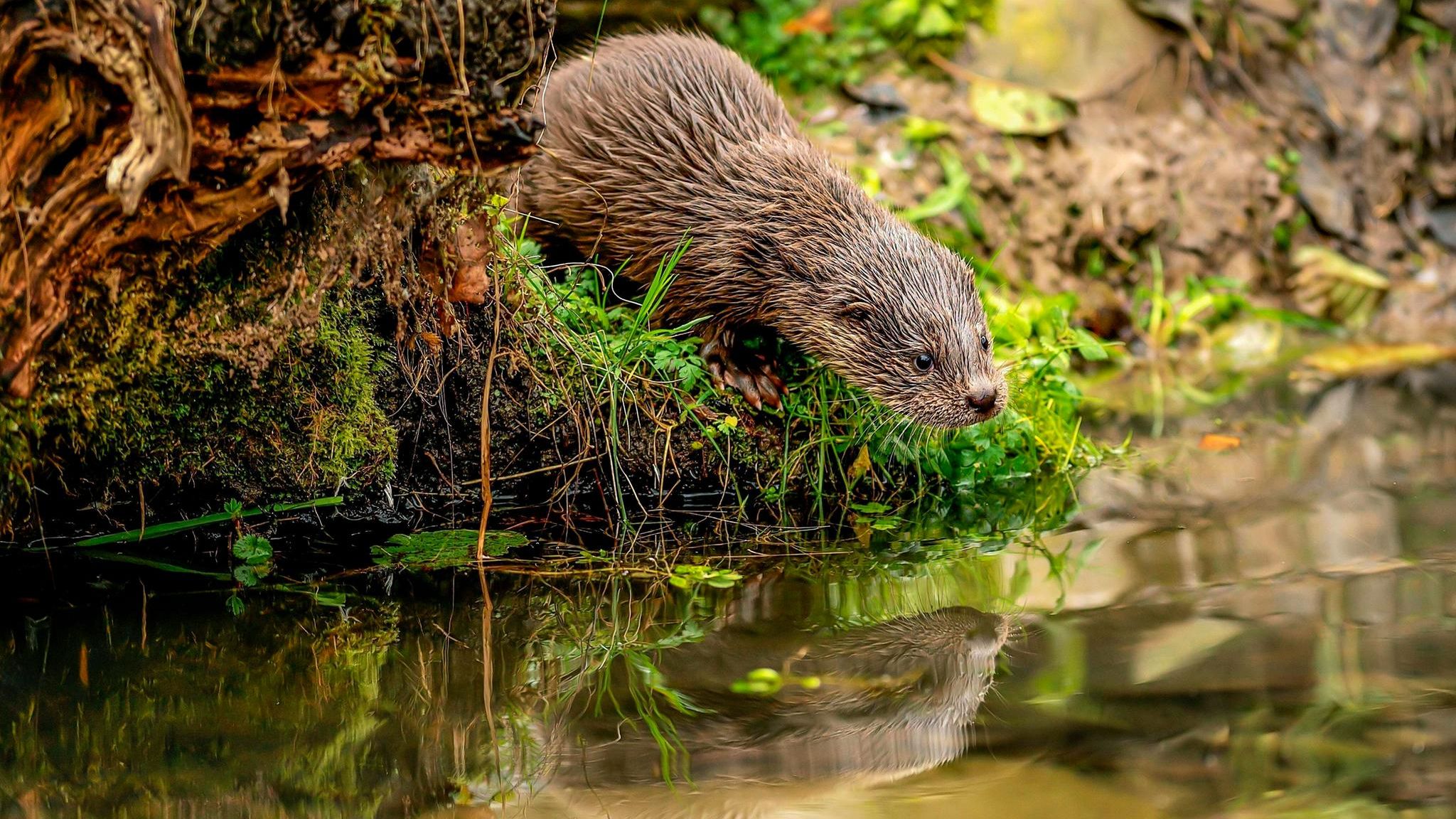 Fischotter am Ufer eines Teiches