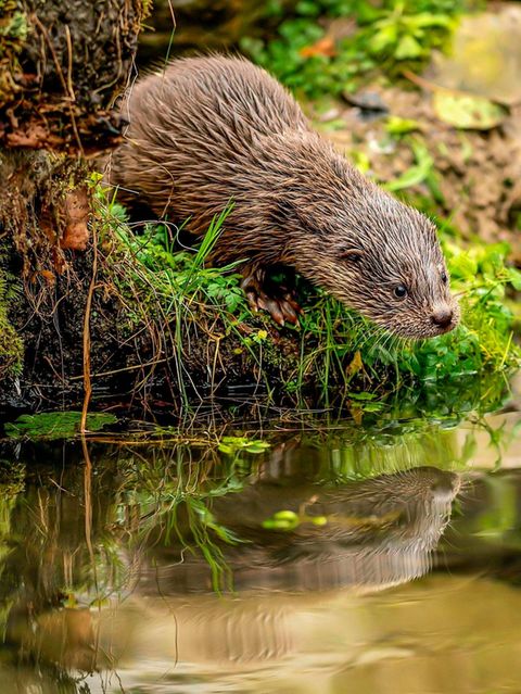 Fischotter am Ufer eines Teiches