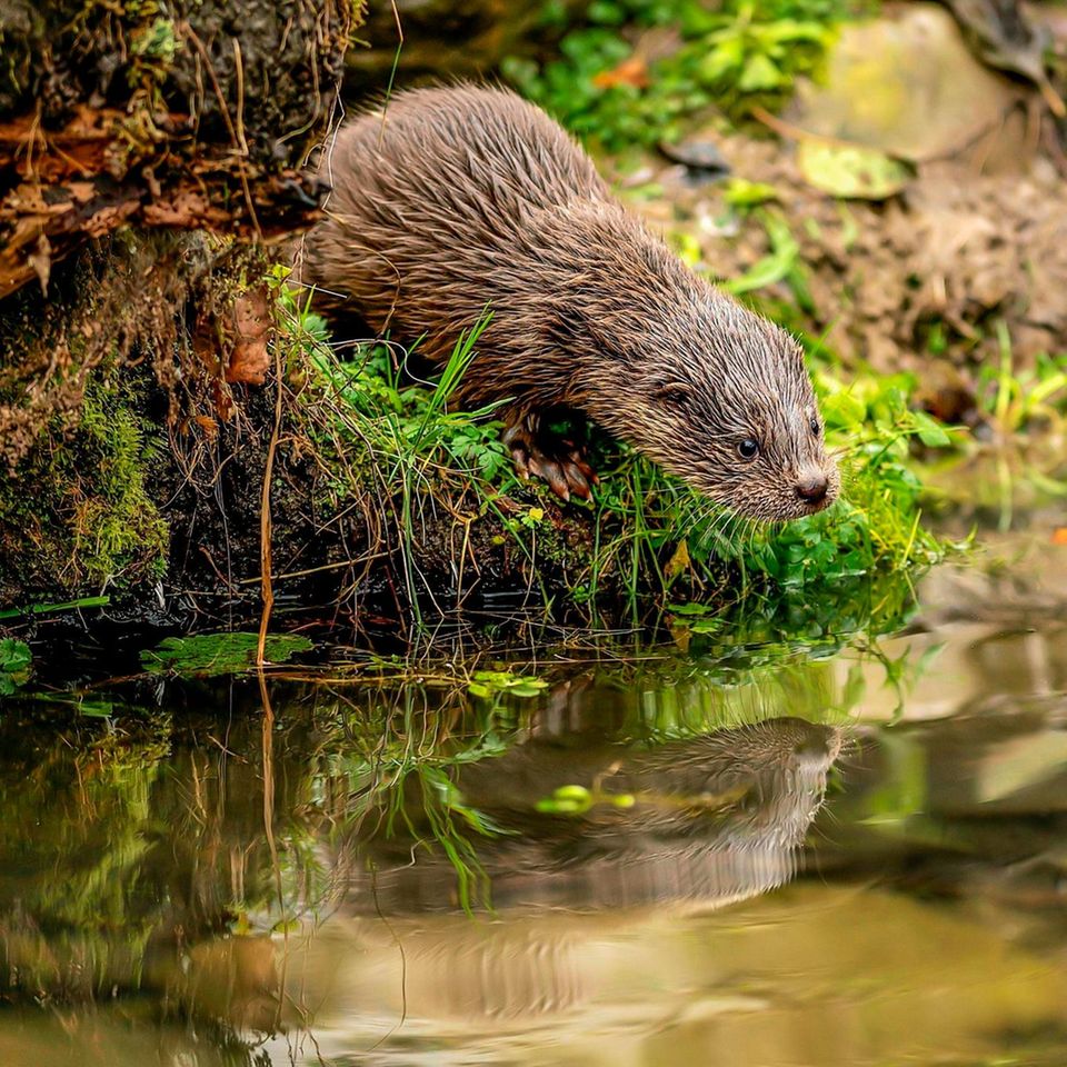 Fischotter am Ufer eines Teiches