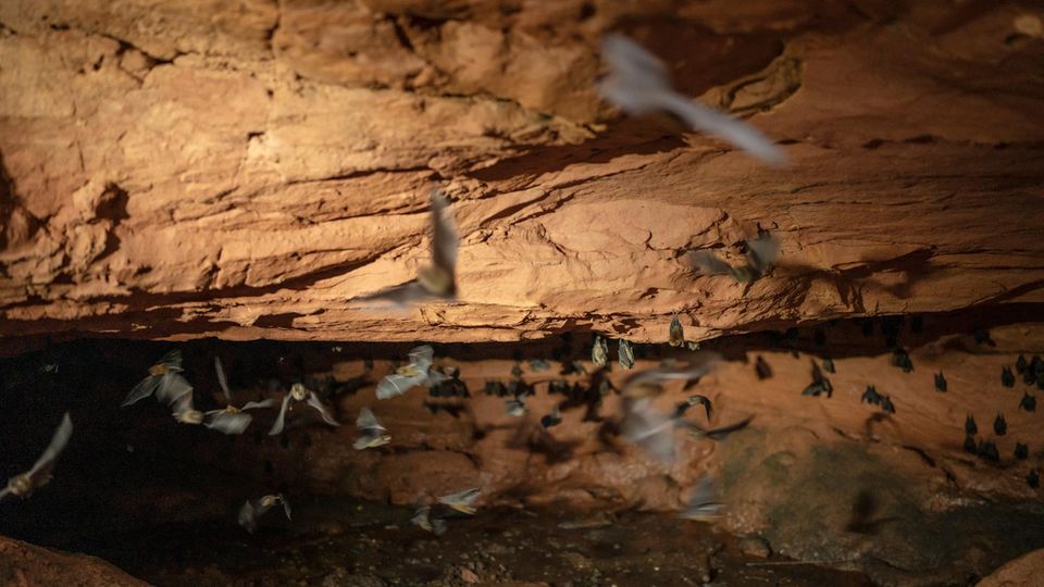 Fledermäuse in der Höhle