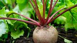 Rote Bete im Garten