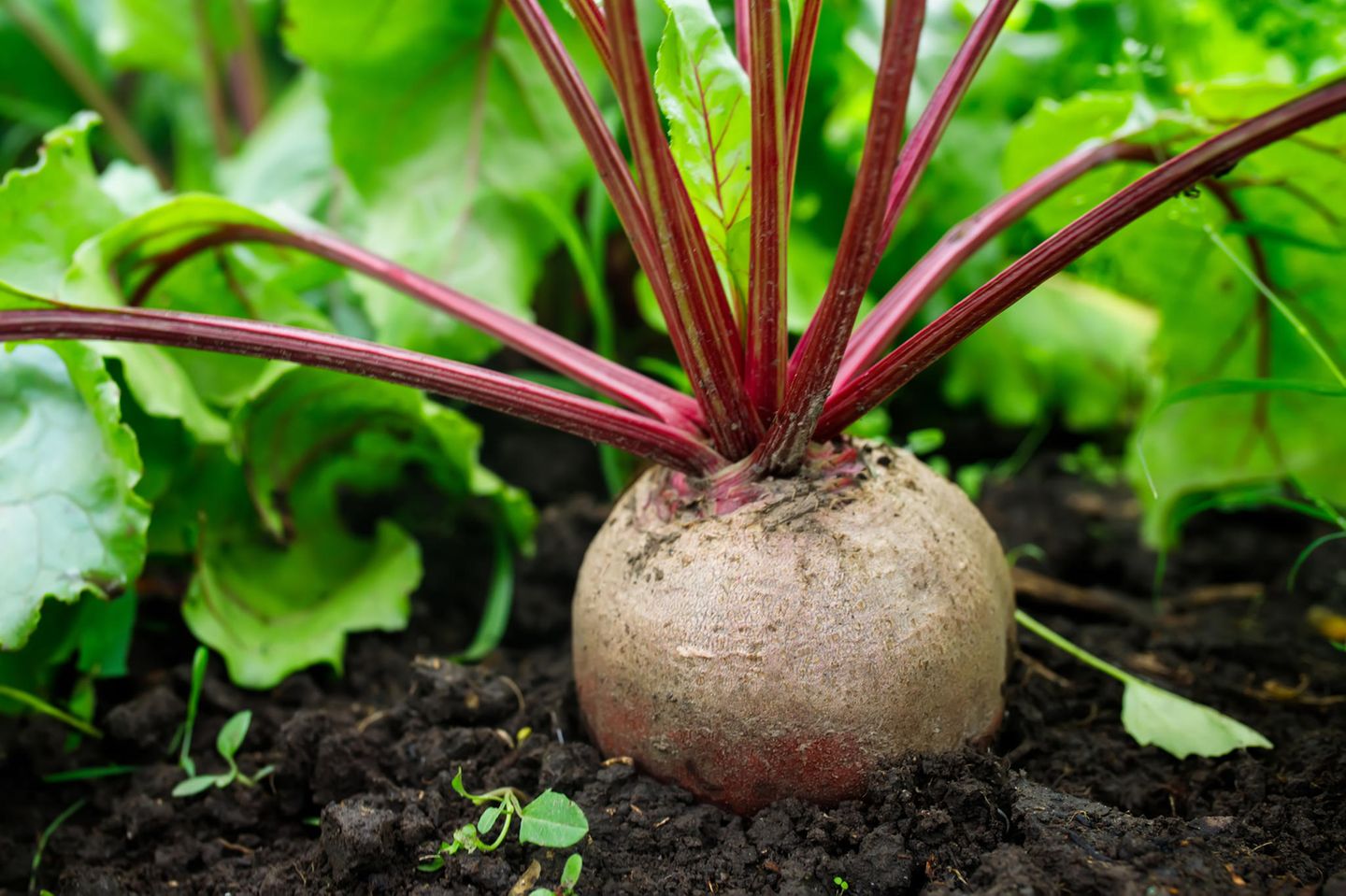 Rote Bete jetzt für die Herbstküche säen Rote Bete im Garten
