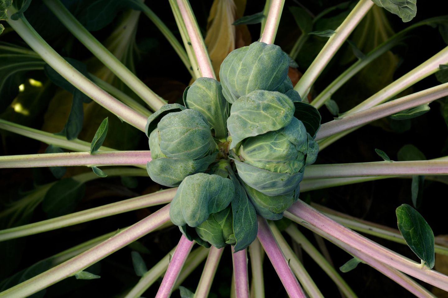 Rosenkohl ist ein frosthartes Wintergemüse Rosenkohl