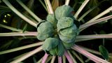 Rosenkohl