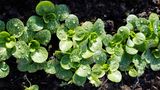 Feldsalat im Beet