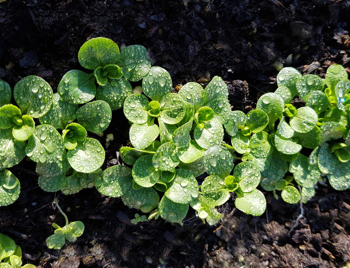Feldsalat: ein Klassiker für den Winter Feldsalat im Beet