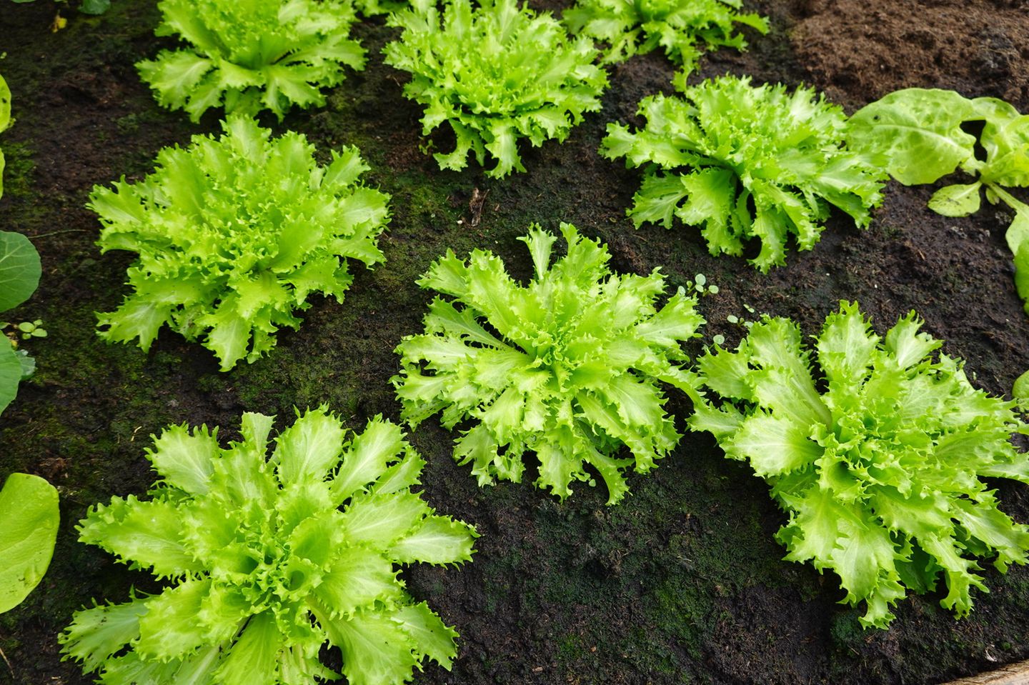 Endivien noch im Juli säen Endivien im Beet