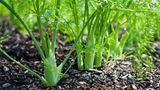 Fenchel im Garten