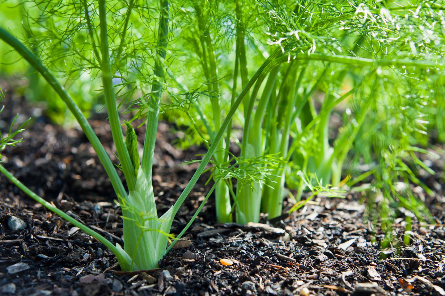 Fenchel im Garten
