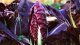 Radicchio im Garten