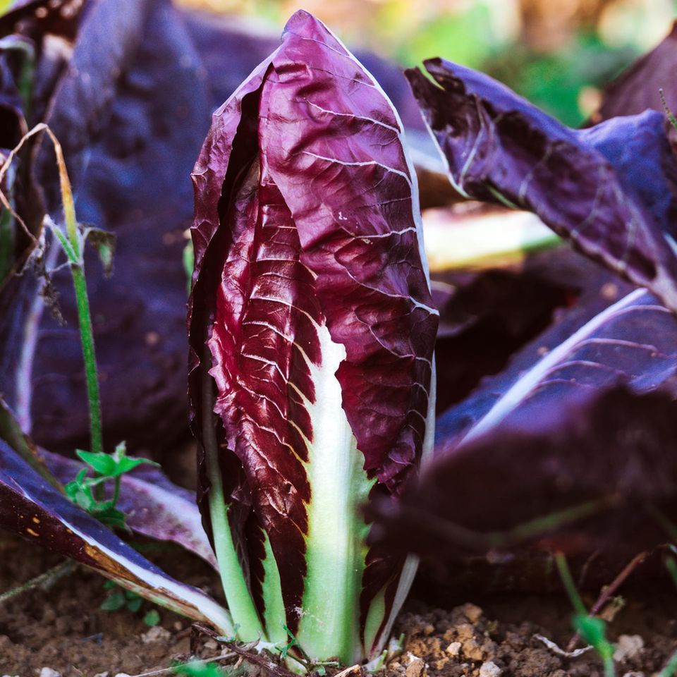 Radicchio im Garten