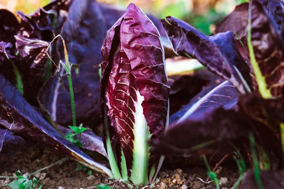 Radicchio im Garten