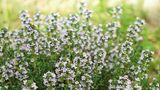 Thymian mit Blüten
