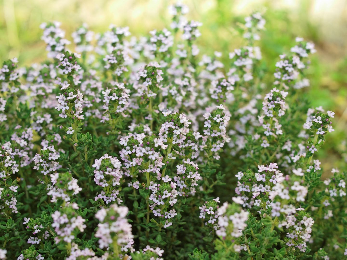 Thymian: immergrün, winterhart, insektenfreundlich Thymian mit Blüten