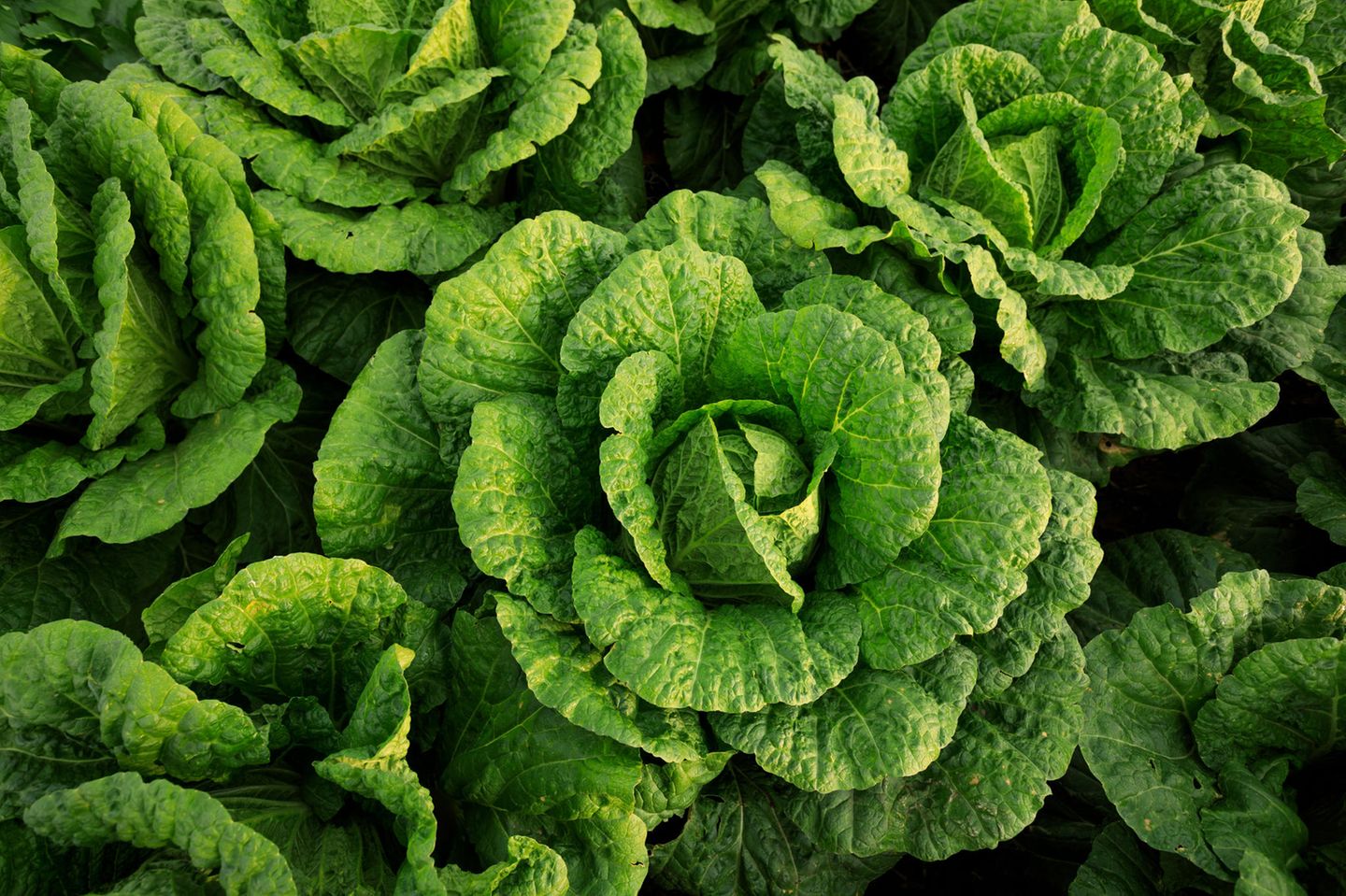 Chinakohl gelingt in Topf, Hochbeet oder Garten Chinakohl im Garten