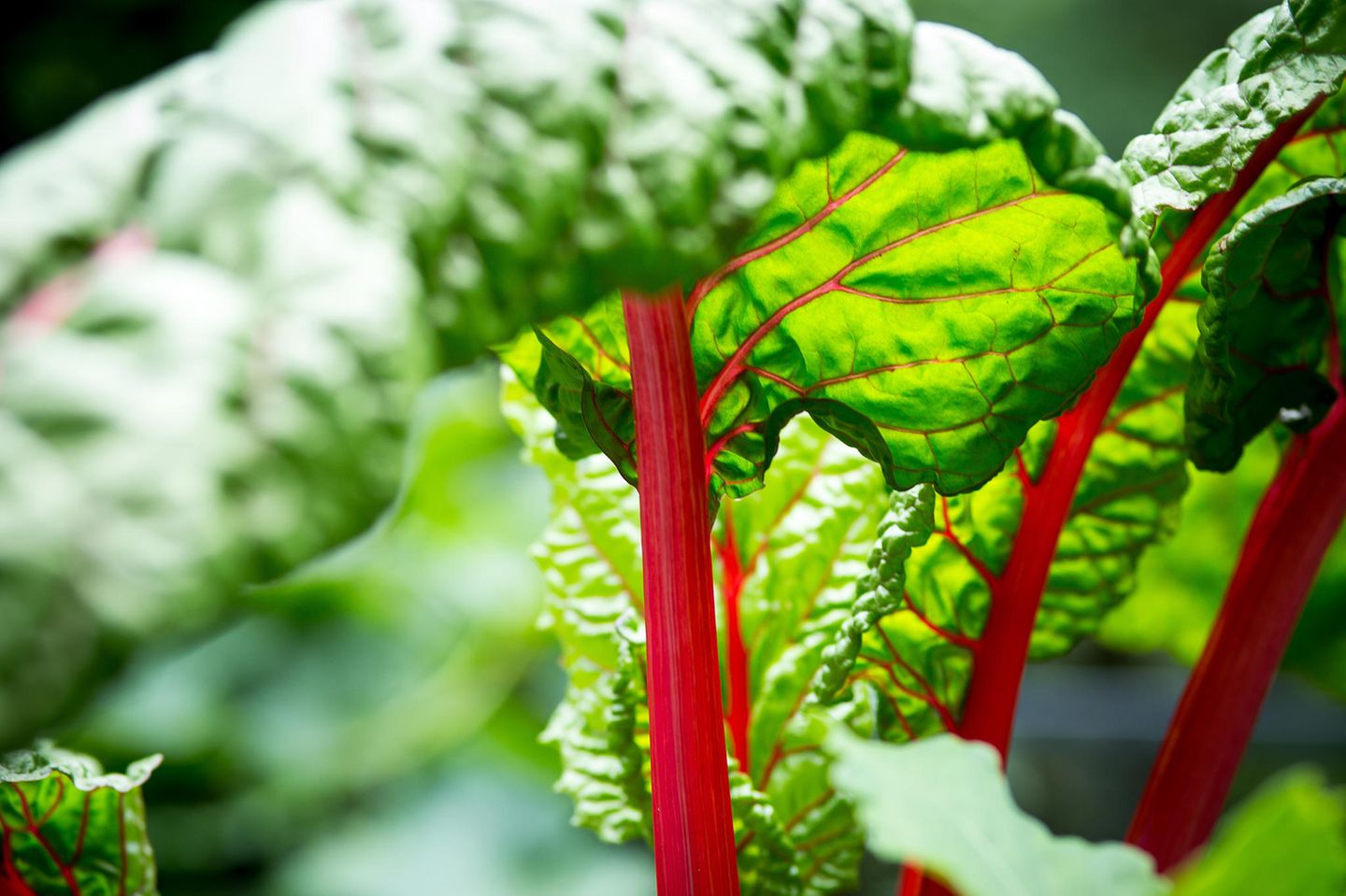 Mangold bringt Farbe in den Sommergarten Mangold