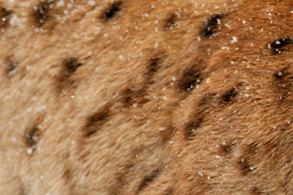 Zoologie: Erkennen Sie diese Tiere an Fell, Haut und Gefieder? 1.5