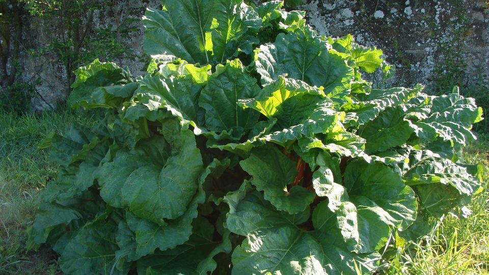 Rhabarber im Garten Rhabarber im Garten